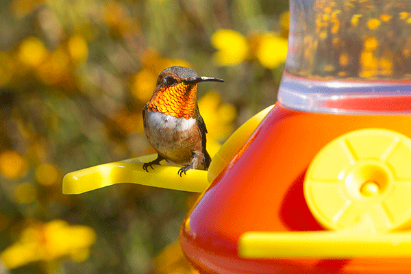 Allen's Hummingbird Oriole Feeder