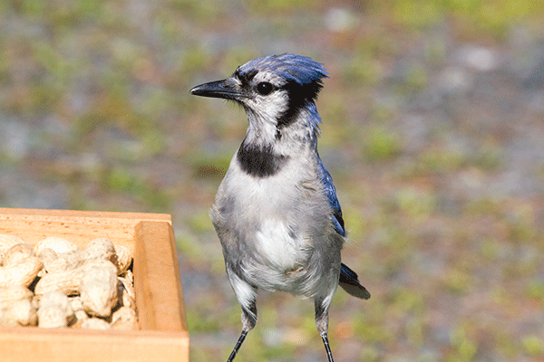 Wood Platform Feeder Peanuts Blue Jay