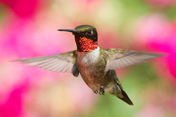 Hummingbirds