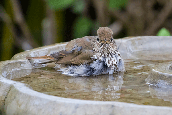 Hermit Thrush House Finch Birdbath