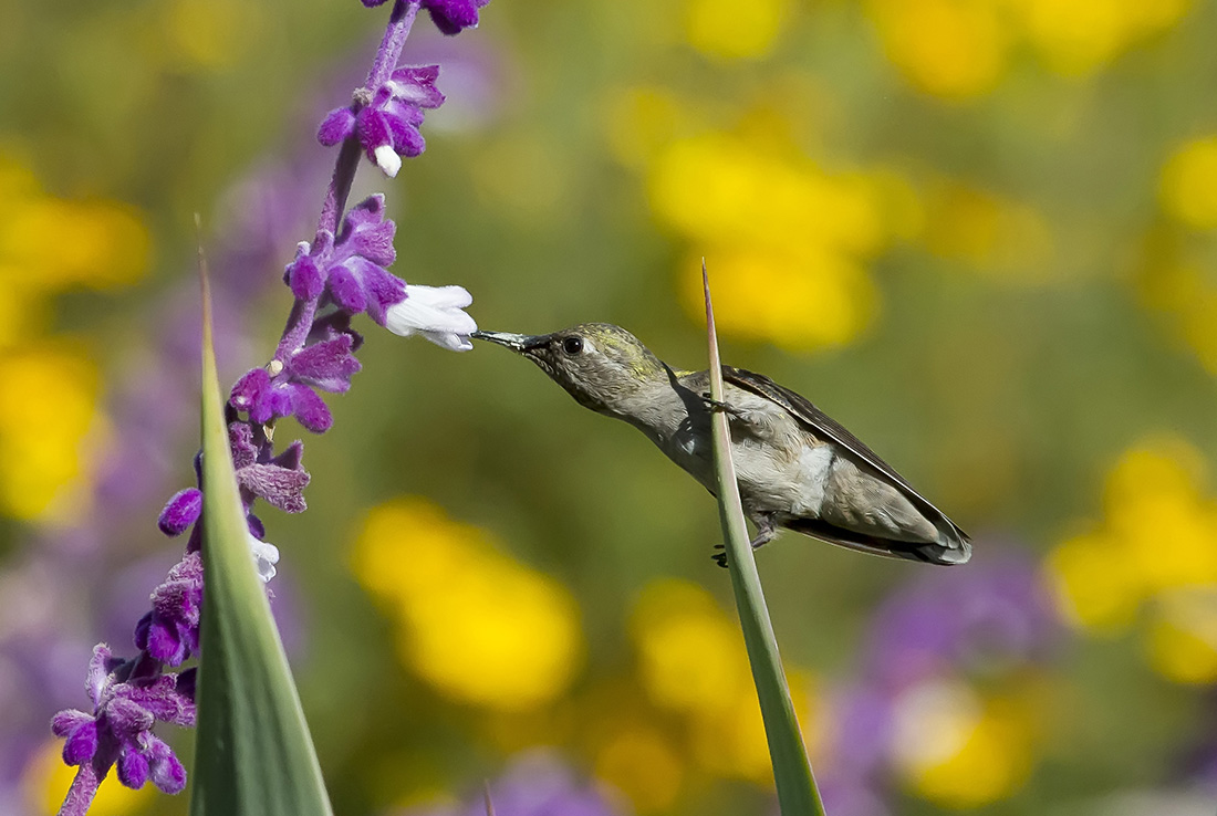 Anna's Hummingbird