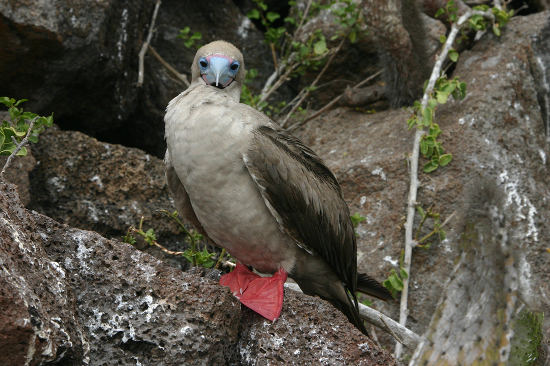 Galapagos