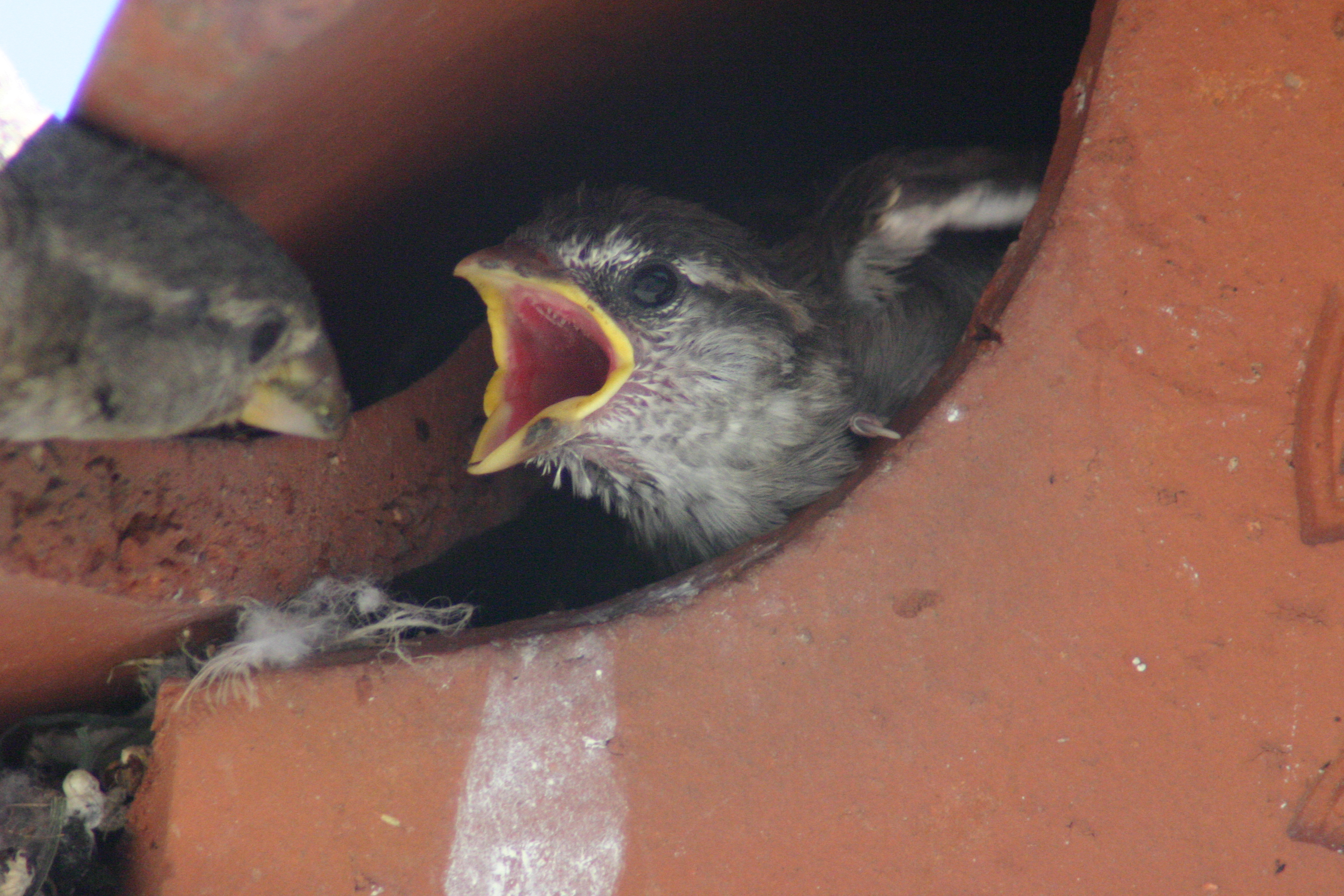 The House Sparrow