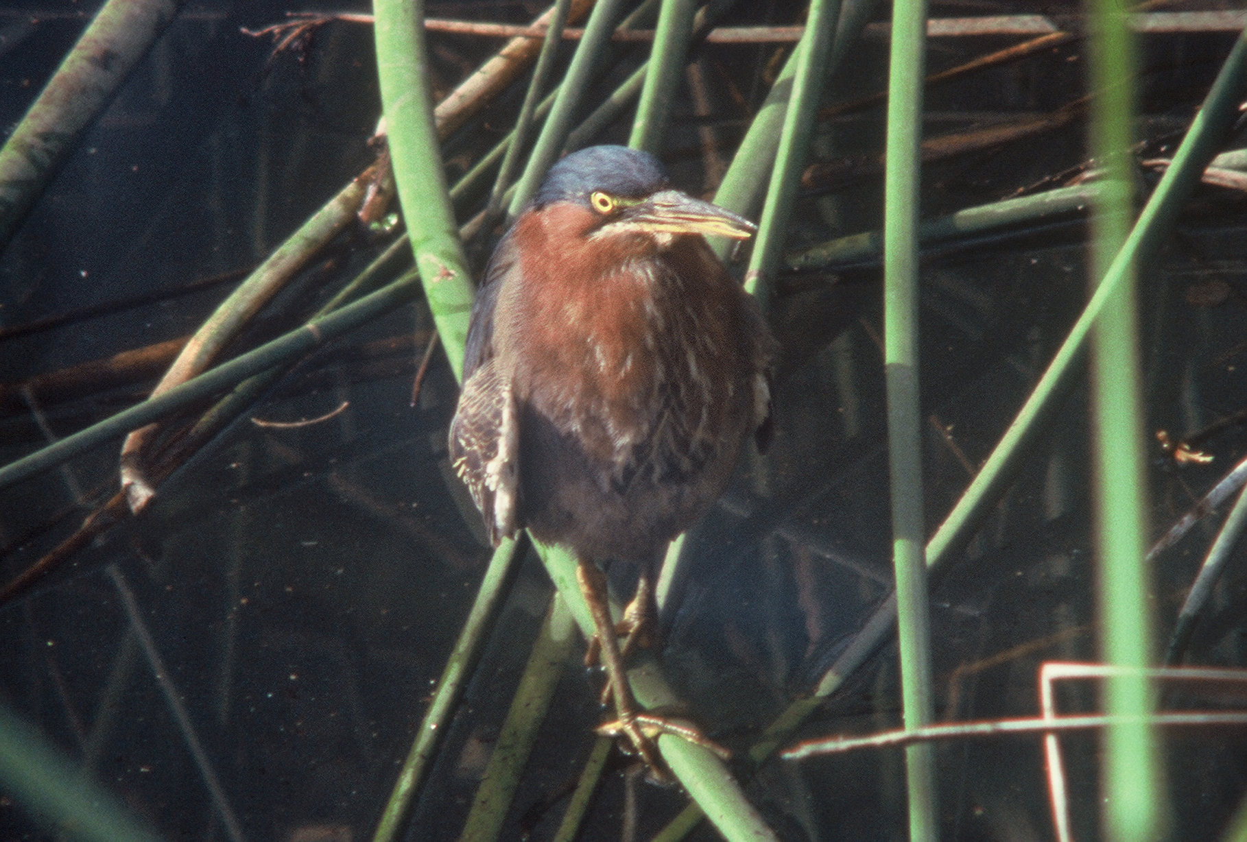 The Green Heron in the Estero