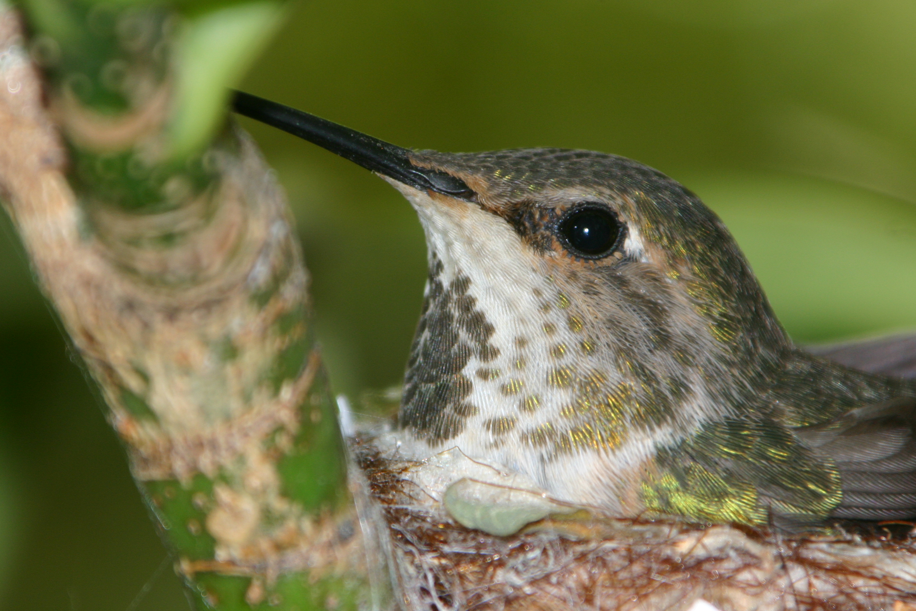 I Watch an Allen's Hummingbird Chick Grow Up: Part 1