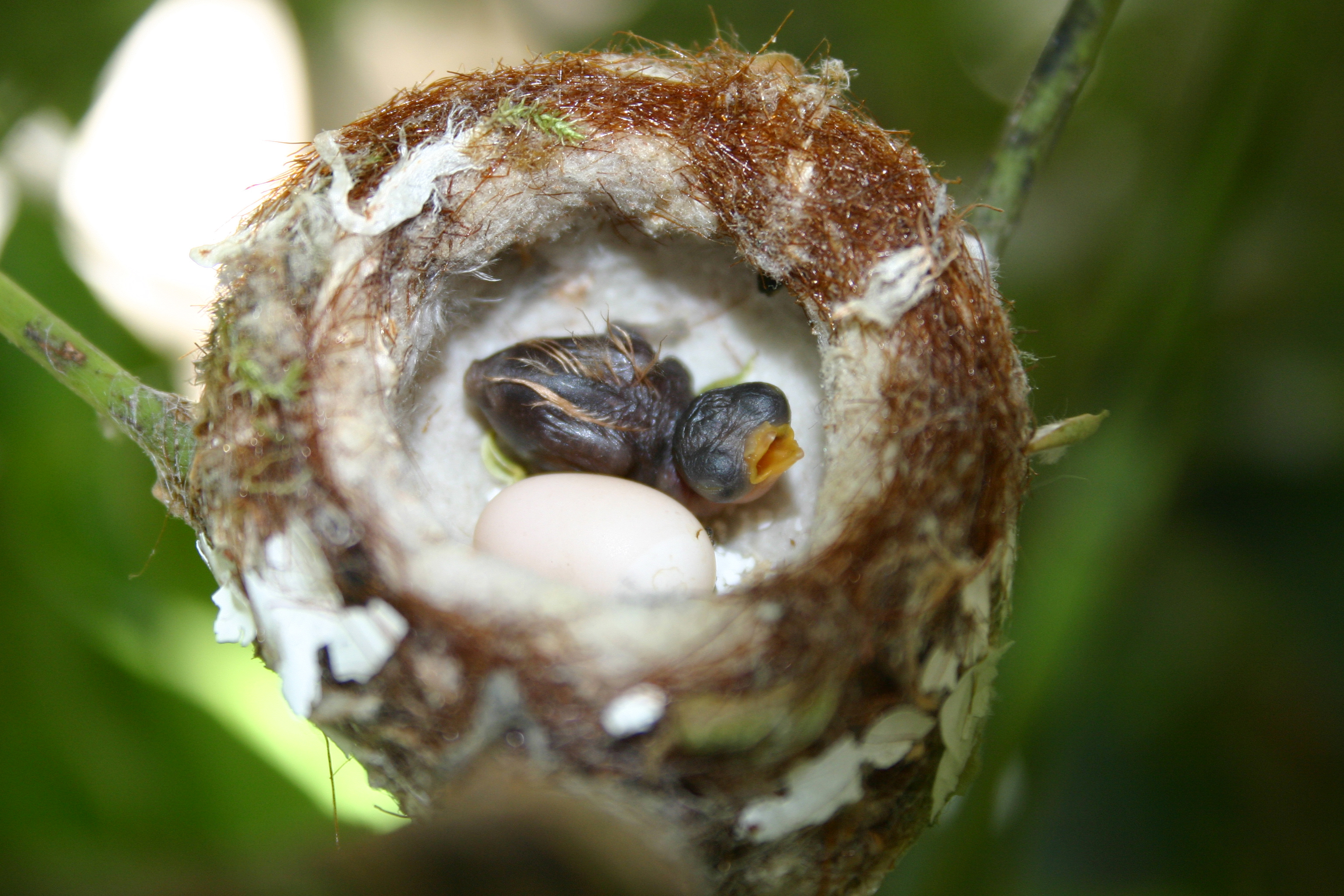 I Watch an Allen's Hummingbird Chick Grow Up: Part 2