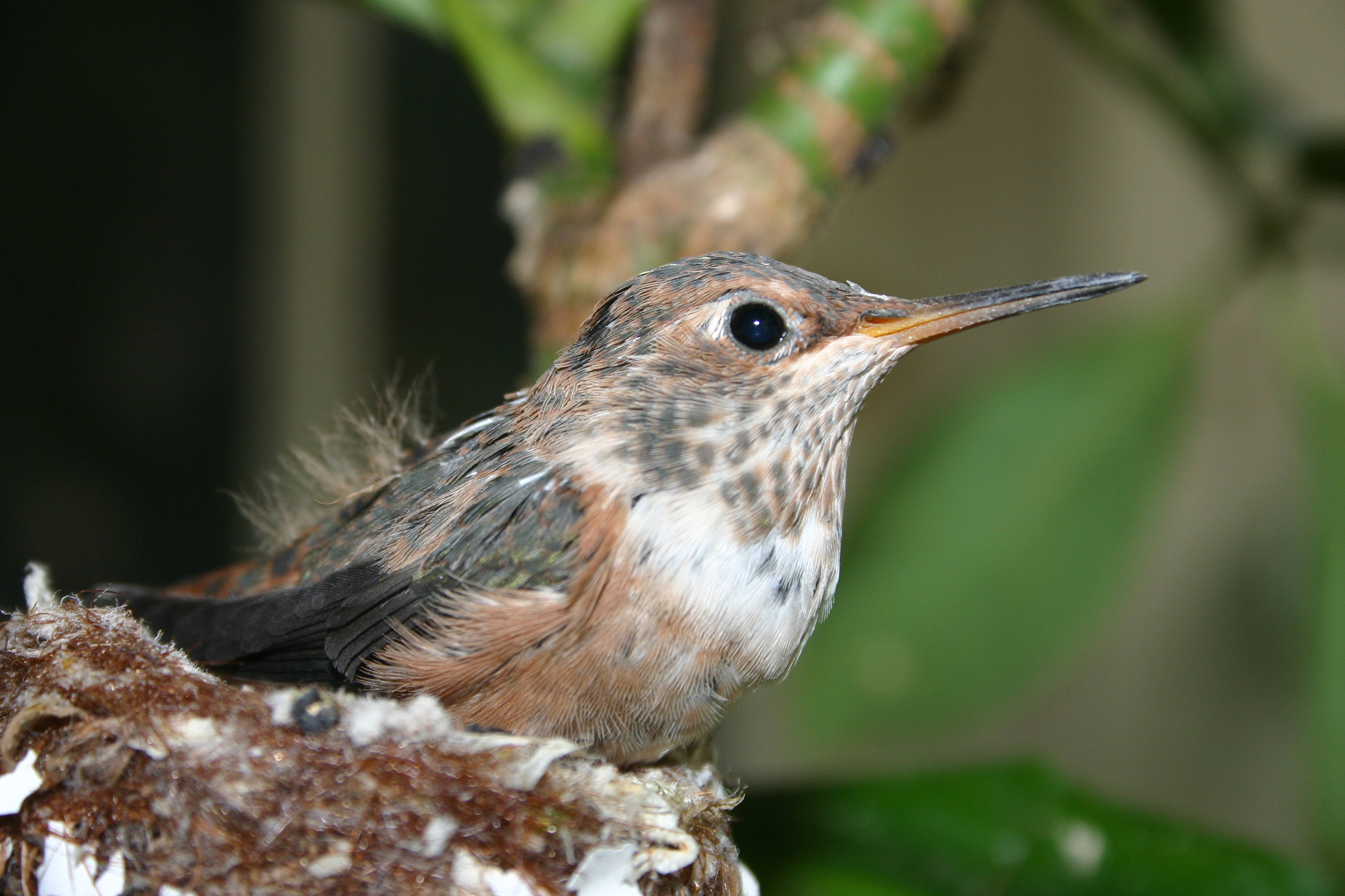 I Watch an Allen's Hummingbird Chick Grow Up: Part 3
