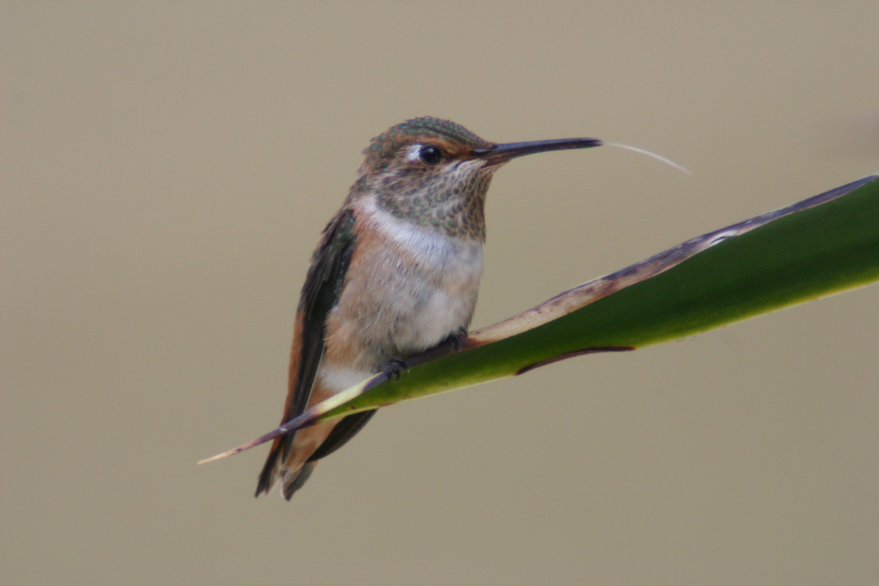 I Watch an Allen's Hummingbird Chick Grow Up: Part 4