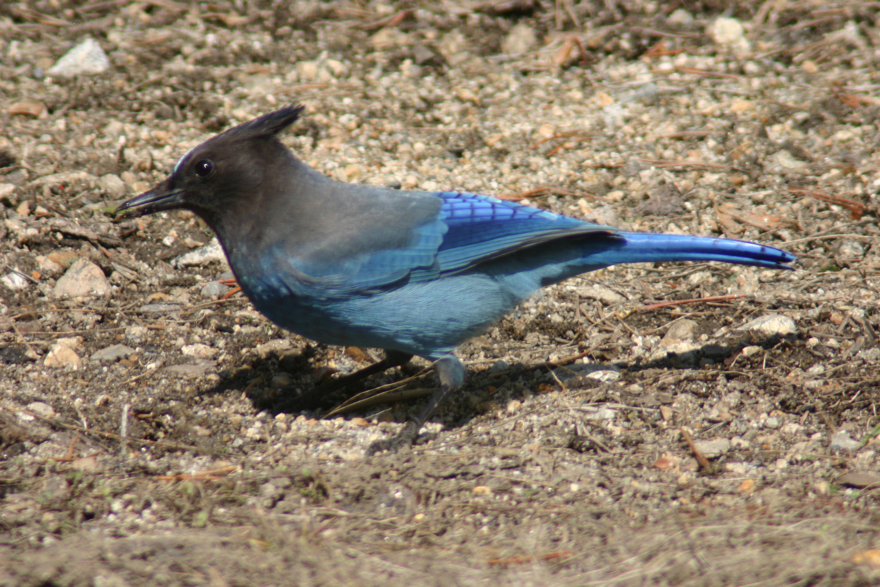 Steller's Jay at Lodgepole Village