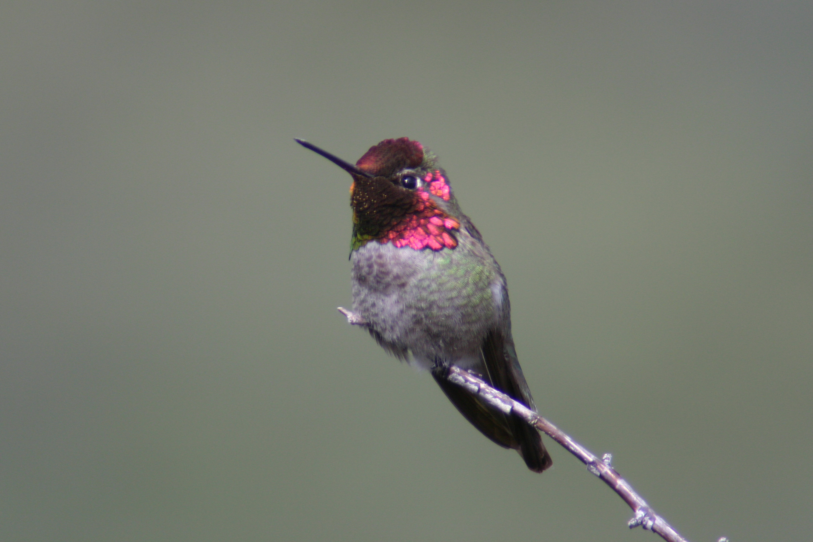 Anna's Hummingbird at Amphitheater Point