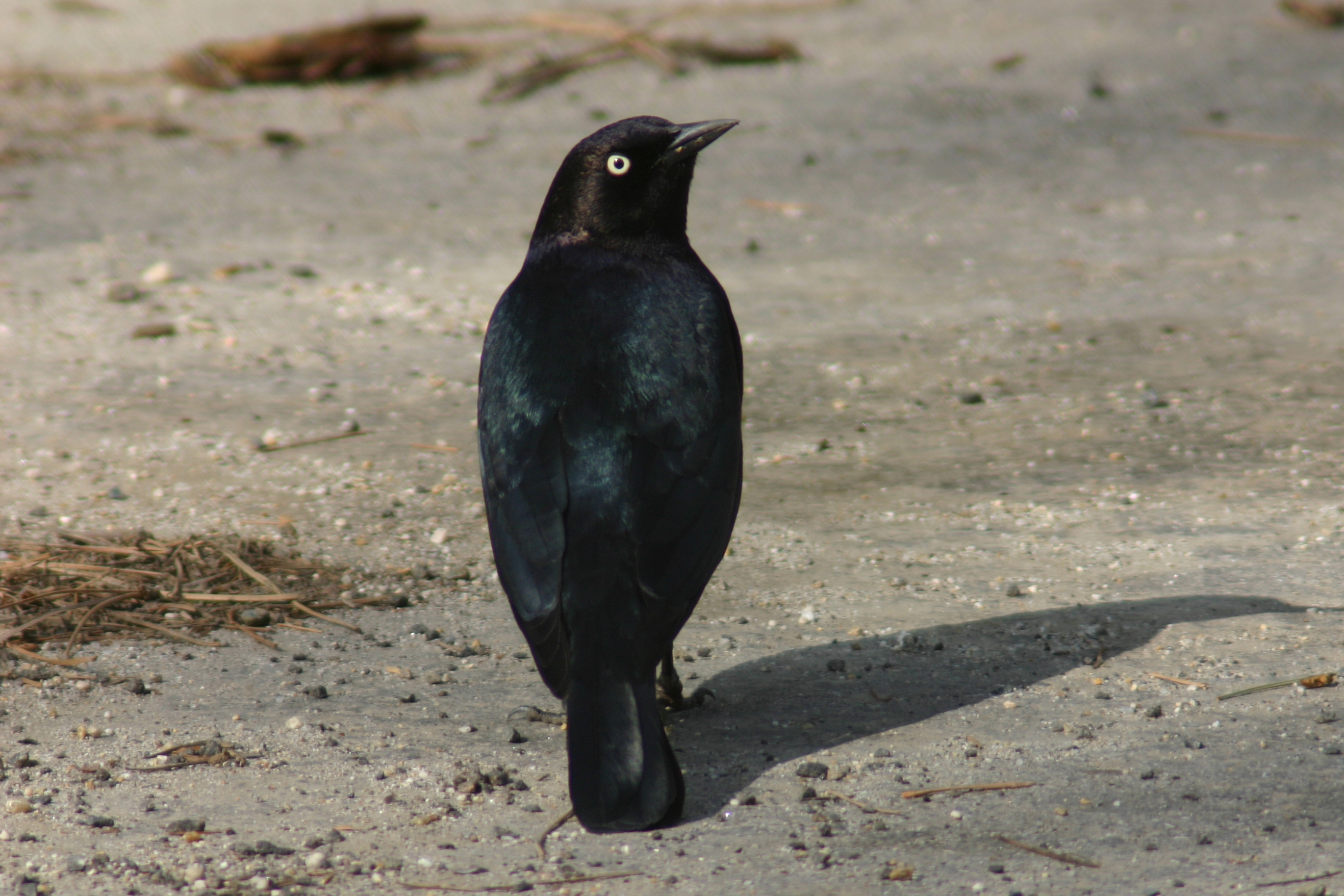 Brewer's Blackbird at Sequoia and Kings Canyon