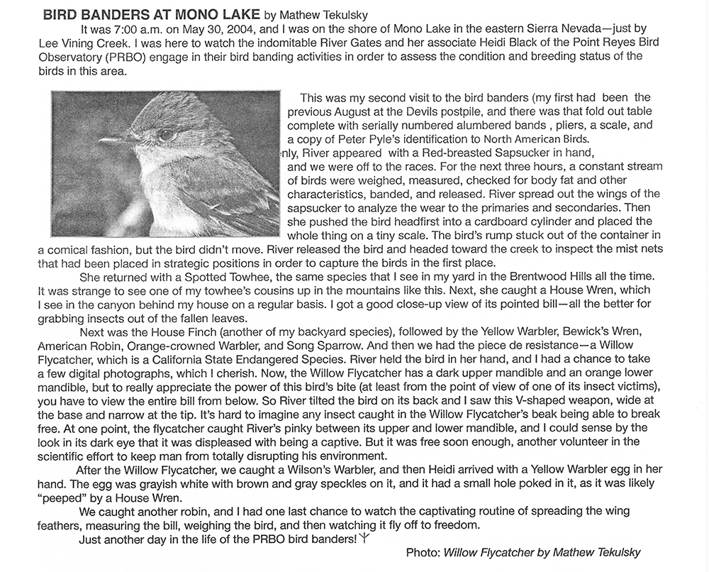 Bird Banders at Mono Lake